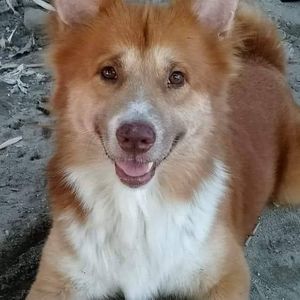 Meet your Posher, Roy